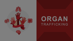 Organ Trafficking Animated Presentation - SketchBubble