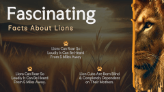 Lion Presentation PPT Slide 12
