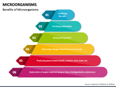 Microorganisms PowerPoint And Google Slides Template - PPT Slides