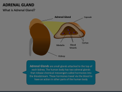 Adrenal Gland Animated Presentation - SketchBubble