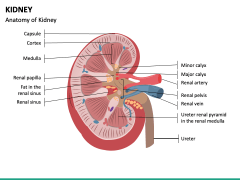 Kidney Powerpoint And Google Slides Template - Ppt Slides