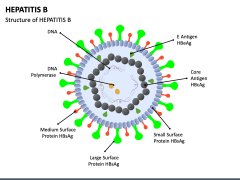 Hepatitis B PowerPoint And Google Slides Template - PPT Slides