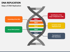 DNA Replication PowerPoint And Google Slides Template - PPT Slides