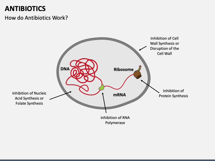 Antibiotics PowerPoint And Google Slides Template PPT Slides   Antibiotics Mc Slide4 