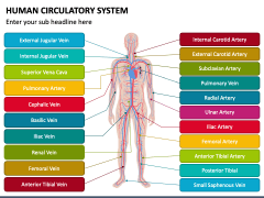 Human Circulatory System PowerPoint Template - PPT Slides