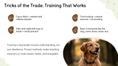 Dog Training Presentation Theme PPT Slide 7