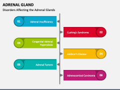 Adrenal Gland PPT Slide 4