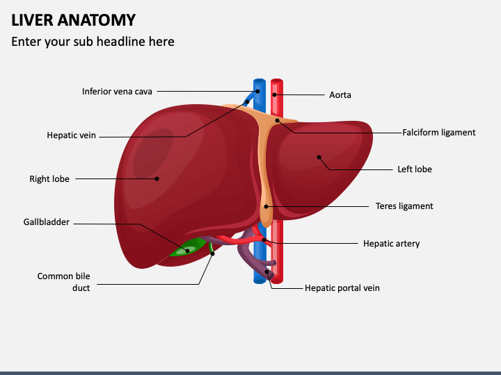 liver anatomy model