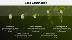 Botany Lesson Presentation PPT Slide 7