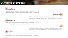 Horse Presentation PPT Slide 6