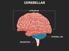 Cerebellar PPT Slide 1
