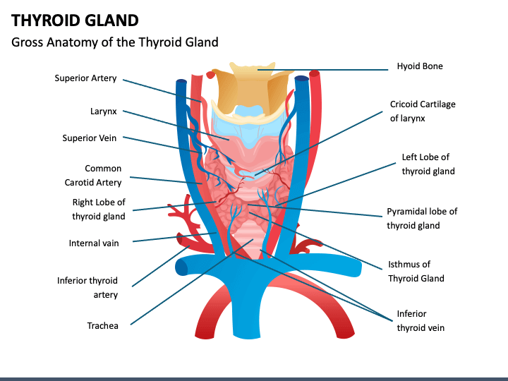 Thyroid Gland PowerPoint Template - PPT Slides