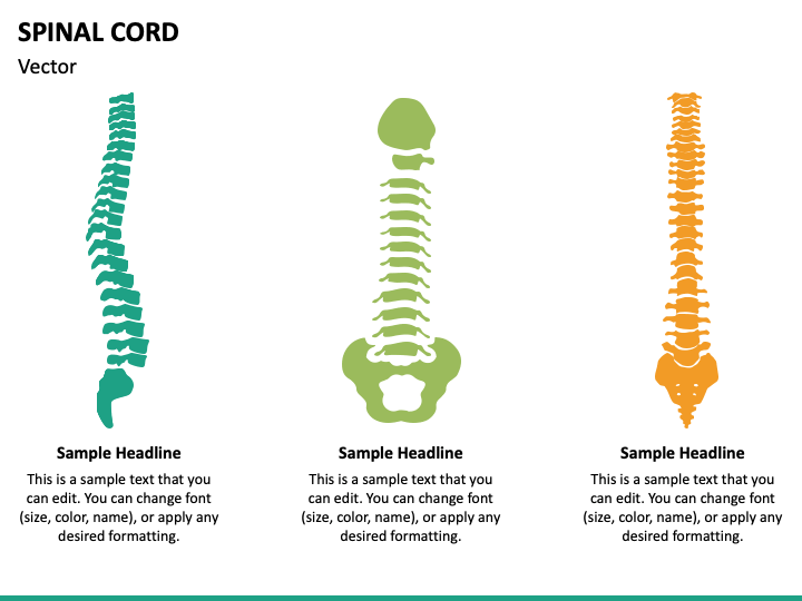 Spinal Cord PPT Slide 1