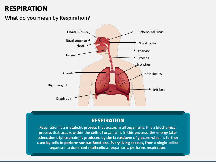 Respiration PPT Slide 1