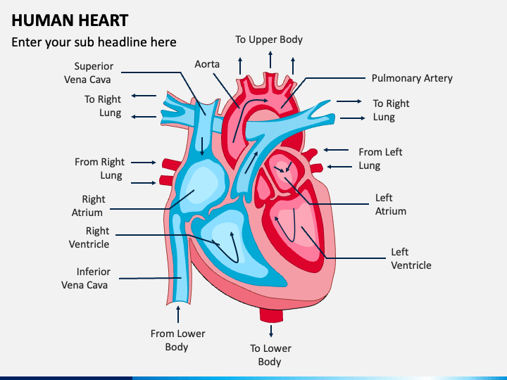 Human Heart PowerPoint Template - PPT Slides