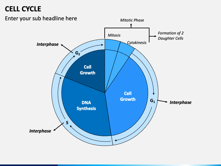 slide presentation on cell cycle