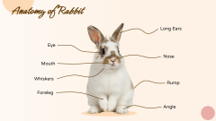Rabbit Presentation Theme PPT Slide 4