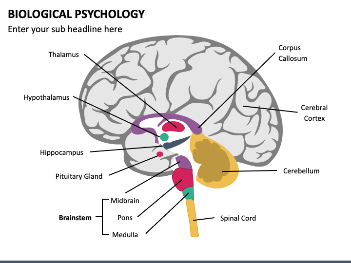 Biological Psychology PPT Slide 1