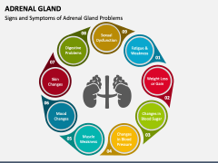 Adrenal Gland PPT Slide 2