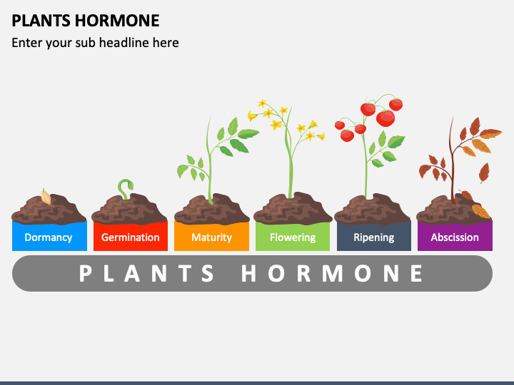 Plant Hormones (types And Functions) Online Science Notes, 48% OFF
