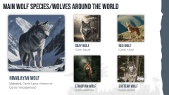 Wolf Theme PPT Slide 4