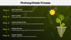 Botany Lesson Presentation PPT Slide 5