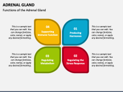 Adrenal Gland PPT Slide 3