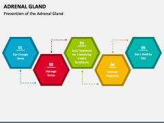 Adrenal Gland PPT Slide 5