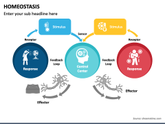 Homeostasis PowerPoint And Google Slides Template - PPT Slides