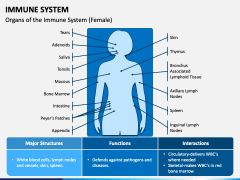 Immune System PPT Slide 2