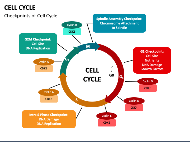 Cell Cycle PPT Slide 1