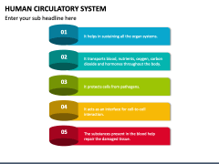 Human Circulatory System PowerPoint Template - PPT Slides