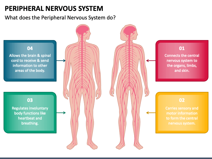 Peripheral Nervous System PowerPoint Template PPT Slides