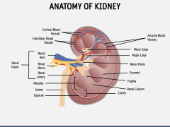 Anatomy of Kidney PPT Slide 1