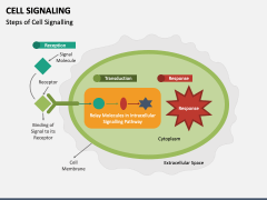 Cell Signaling PowerPoint And Google Slides Template - PPT Slides