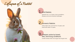 Rabbit Presentation Theme PPT Slide 7