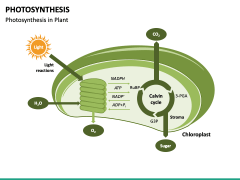 Photosynthesis PowerPoint And Google Slides Template - PPT Slides