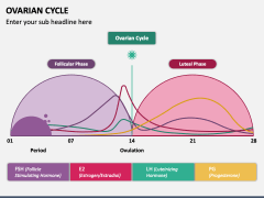 Ovarian Cycle PPT Slide 2