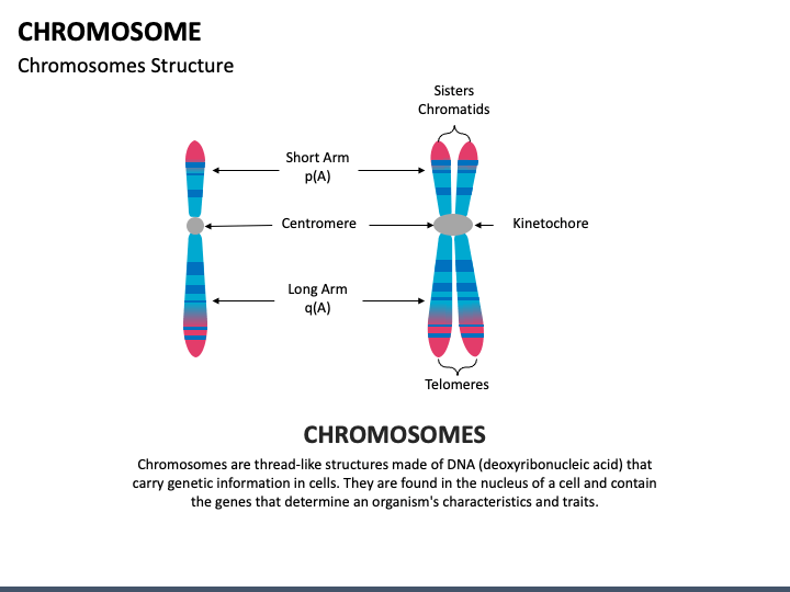 chromosome structure presentation