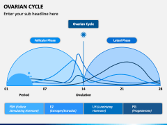 Ovarian Cycle PPT Slide 4