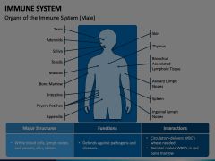 Immune System PowerPoint and Google Slides Template - PPT Slides