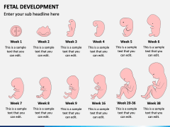 Fetal Development PowerPoint Template - PPT Slides