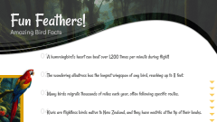 Birds Presentation PPT Slide 12