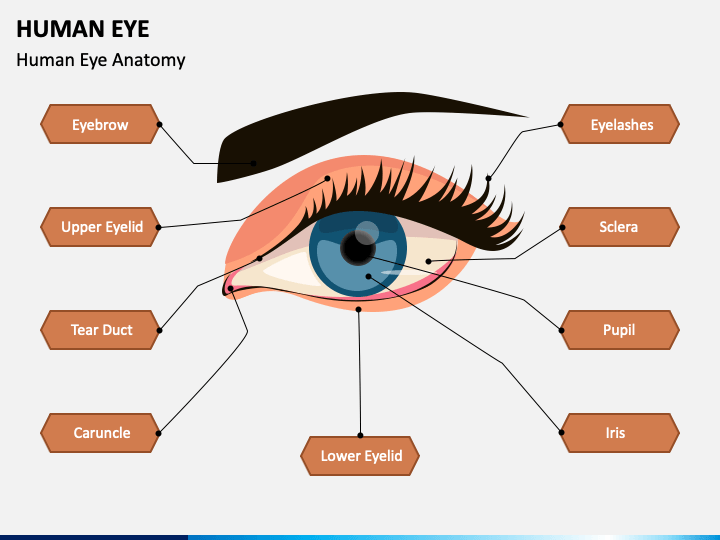 Human Eye PowerPoint Template - PPT Slides