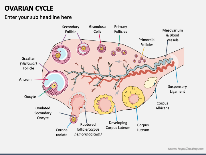 Ovarian Cycle PPT Slide 1