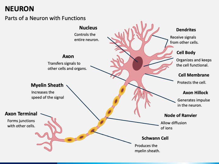 presentation on neuron