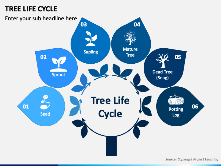 Tree Life Cycle PPT Slide 1