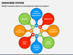 Endocrine System PowerPoint And Google Slides Template - PPT Slides