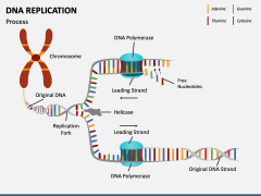 DNA Replication PowerPoint and Google Slides Template - PPT Slides