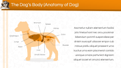 Dog Presentation PPT Slide 5